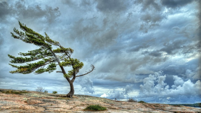 Tree blowing in the wind