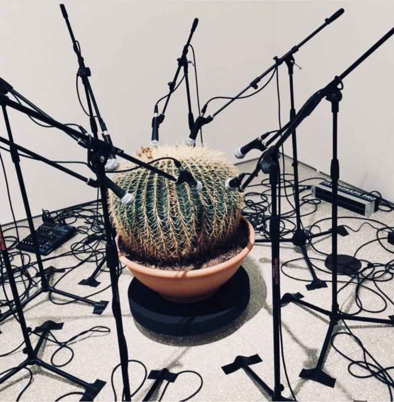 The talking cactus at the RA
